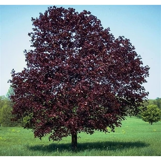 Acer platanoides 'Royal Red' - 'Royal Red' korai juhar