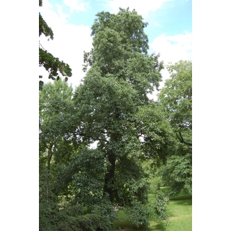 Alnus cordata - Szívlevelű éger Alnus cordata - Szívlevelű éger