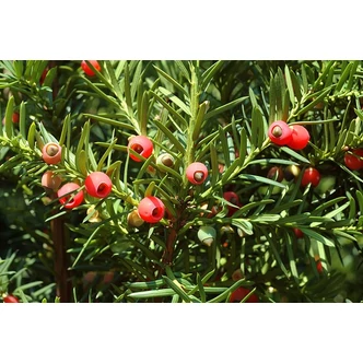 Taxus baccata - Tiszafa