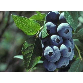 Vaccinium corymbosum 'Elisabeth' - Magasbokrú áfonya (cserjés vagy fürtös áfonya)