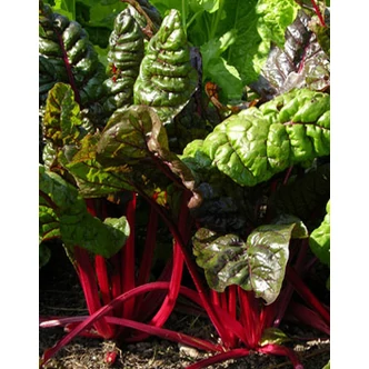 Beta 'Bright Light' - Mángold