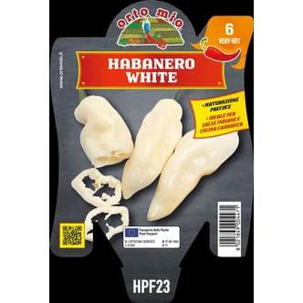 Capsicum chinense 'Habanero White' – Chili paprika, habanero paprika palánta