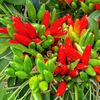 Capsicum 'Etna' – Paprika (csípős) palánta