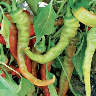 Capsicum annuum 'Sigaretta Biondo' paprika