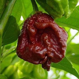 Capsicum chinense 'Trinidad Scorpion Moruga Chocolate' - Kínai paprika, chili paprika (extrém erős) palánta