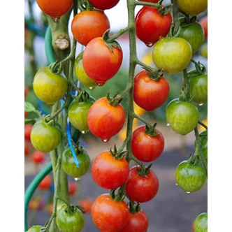 Solanum lycopersicum 'Cherrola' F1 - Koktélparadicsom palánta