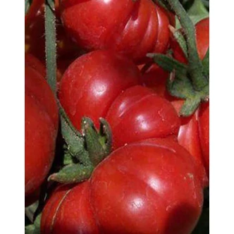 Solanum lycopersicum 'Costoluto Genovese' F1 - Paradicsom palánta