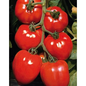 Solanum lycopersicum 'Fleurette' F1 - Ökörszív paradicsom palánta