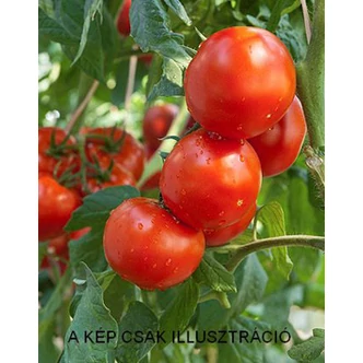 Solanum lycopersicum 'Lugas' F1 - Paradicsom palánta