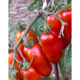 Solanum lycopersicum 'San Marzano' - Paradicsom palánta