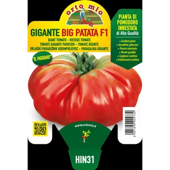 Solanum lycopersicum 'Big Patata' (syn. : 'Patataro') F1 – Paradicsom (oltott) palánta