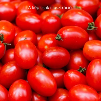 Solanum lycopersicum 'Billy' F1 – Koktélparadicsom (oltott, rezisztens) palánta