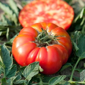 Solanum lycopersicum 'Buffalosteak' F1 - Ökörszív paradicsom