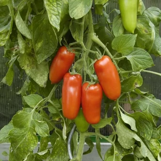Solanum lycopersicum 'Oskar' F1 - Paradicsom (oltott, rezisztens) palánta