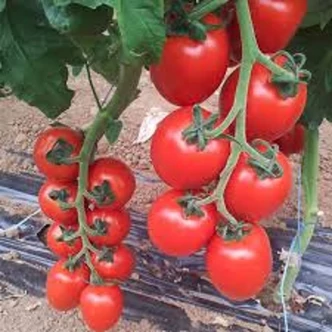 Solanum lycopersicum 'Rossano' F1 – Paradicsom palánta