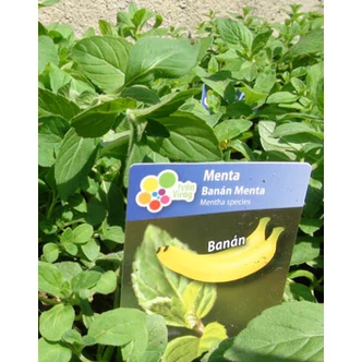 Banán menta Banán menta