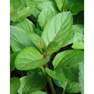 Csoki menta Csoki menta