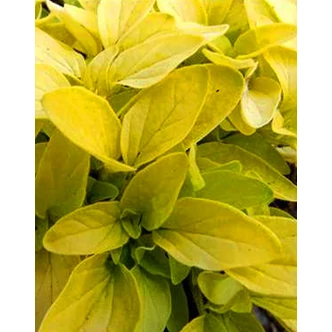 Origanum 'Goldtaler' - Oregánó