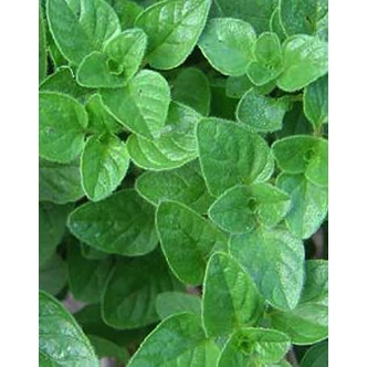 Origanum 'Margherita' - Oregánó