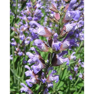 Salvia officinalis - Orvosi zsálya