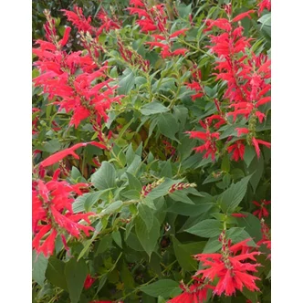 Salvia rutilans - Ananász zsálya