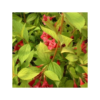 Weigela 'Looymansii Aurea' - Rózsalonc