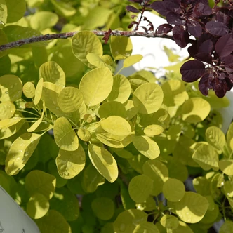 Cotinus coggygria 'Golden Spirit' – Arany lombú cserszömörce