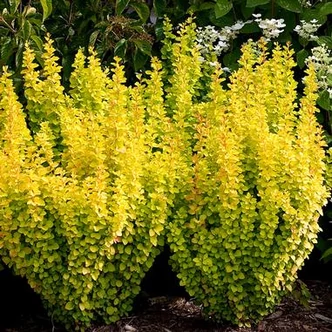 Berberis thunbergii 'Maria' - Sárga oszlopos japán borbolya