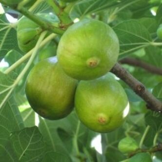 Ficus carica 'Zöld óriás' - Füge