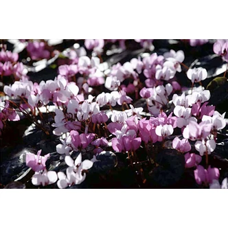 Cyclamen coum - Kereklevelű ciklámen