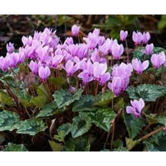 Cyclamen hederifolium - Borostyánlevelű ciklámen