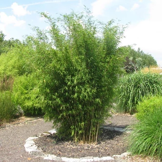 Fargesia nitida 'Obelisk' – Oszlopos bambusz