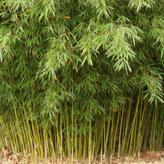 Fargesia robusta 'Campbell' – Bambusz
