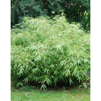 Fargesia rufa  – Panda bambusz