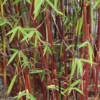Fargesia scabrida 'Asian Wonder' – Bambusz
