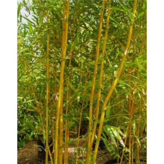 Phyllostachys aurea – Sárga bambusz