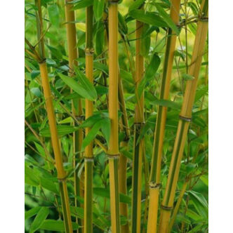 Phyllostachys aureosulcata 'Spectabilis' – Bambusz