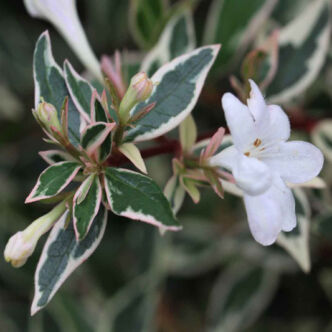 Abelia chinensis 'Variegata' – Tárnicslonc