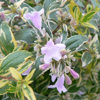 Abelia grandiflora 'Hopley'® – Nagyvirágú tárnicslonc