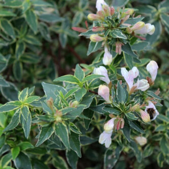 Abelia grandiflora 'Lucky Lots'® – Nagyvirágú tárnicslonc