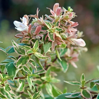 Abelia 'Sparkling Silver'® – Tárnicslonc