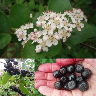 Aronia melanocarpa – Fekete berkenye Aronia melanocarpa – Fekete berkenye