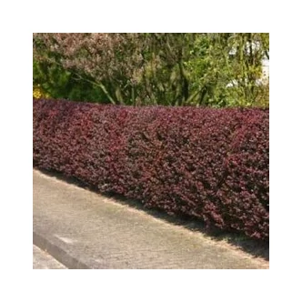 Berberis thunbergii 'Atropurpurea' - Japán vérborbolya Berberis thunbergii 'Atropurpurea' - Japán vérborbolya