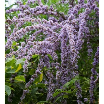 Buddleia alternifolia – Korai nyáriorgona