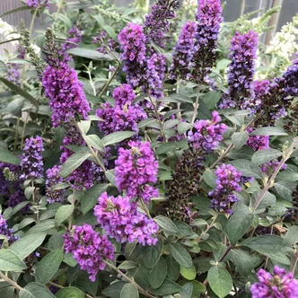 Buddleia 'Blue Chip Junior'® – Nyáriorgona