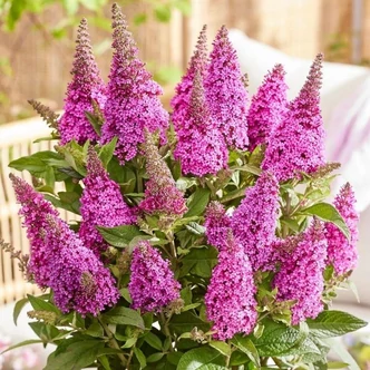 Buddleia 'Butterfly Candy Little Cerise' – Nyáriorgona