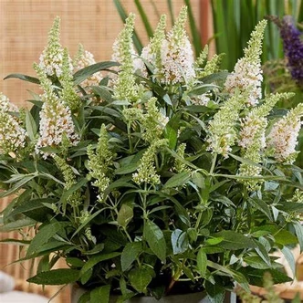 Buddleia 'Butterfly Candy - Little White' – Nyáriorgona