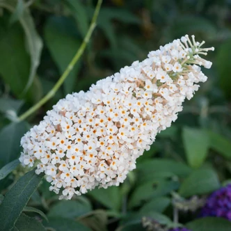 Buddleia 'Buzz Ivory'® – Nyáriorgona