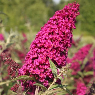 Buddleia Buzz® 'Velvet' – Nyáriorgona