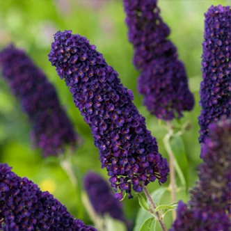 Buddleia davidii 'Black Knight' – Nyáriorgona
